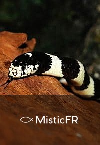 Rêver d'un serpent noir