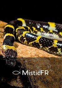 Rêver d'un serpent noir
