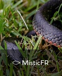 Rêver d'un serpent noir