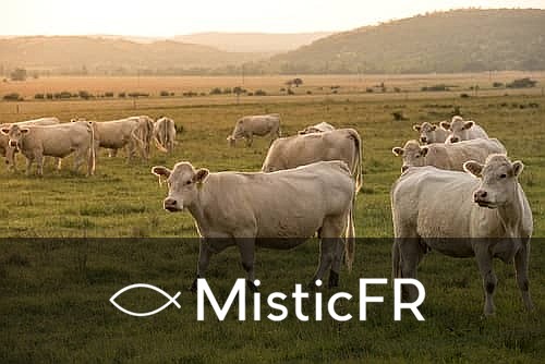 Rêver d'un taureau furieux qui veut m'attraper