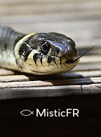 Rêver d'une morsure de serpent