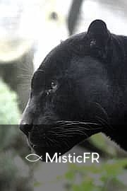 Rêver d'une panthère noire