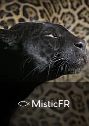 Rêver d'une panthère noire