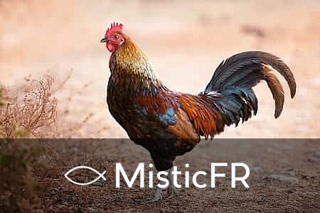 Rêver d'une poule morte