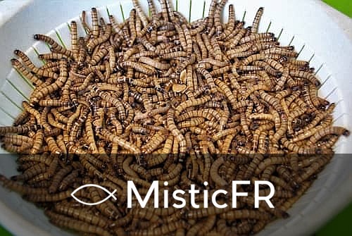 Rêver de choses sortant du corps