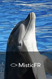 Rêver de dauphins