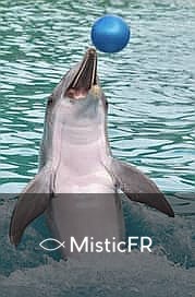 Rêver de dauphins