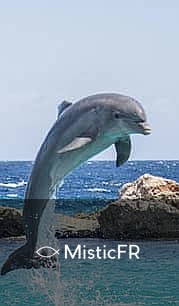 Rêver de dauphins