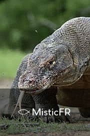 Rêver de dragon : Significations et interprétations
