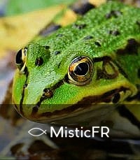 Rêver de grenouilles