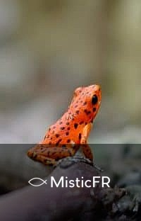 Rêver de grenouilles