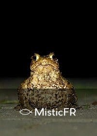Rêver de grenouilles