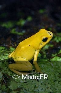 Rêver de grenouilles