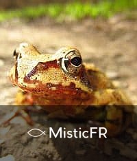 Rêver de grenouilles