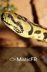 Rêver de nombreux serpents