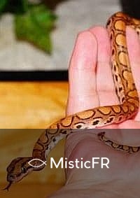 Rêver de nombreux serpents