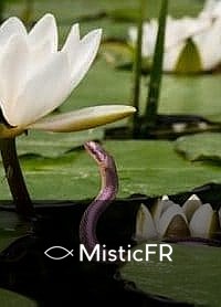 Rêver de nombreux serpents