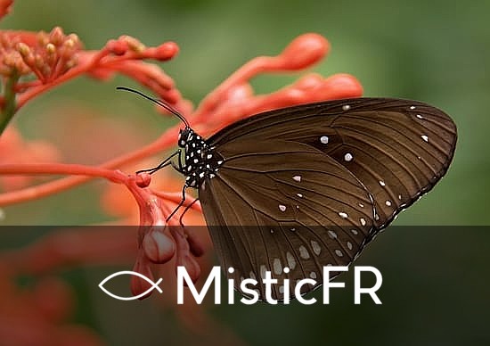 Rêver de papillons : Que signifie ce songe ?