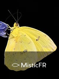 Rêver de papillons : Que signifie ce songe ?