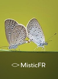 Rêver de papillons : Que signifie ce songe ?