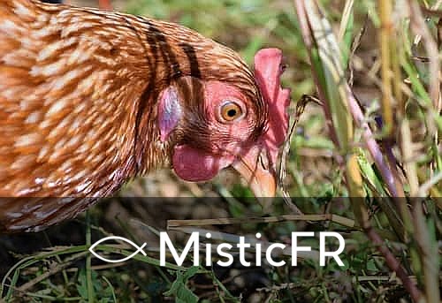 Rêver de poules dans le Jeu de l'Animal