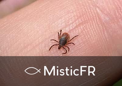 Rêver de poux dans le Jeu de l'Animal