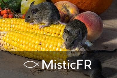 Rêver de rats dans le Jeu de l'Animal