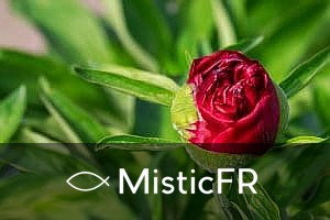 Rêver de roses rouges