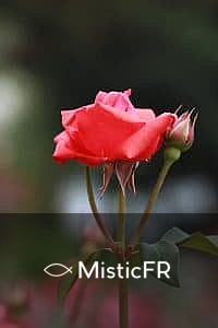 Rêver de roses rouges