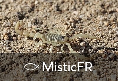 Rêver de scorpion dans le Jeu de l'Animal