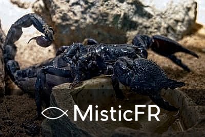Rêver de scorpion dans le Jeu de l'Animal