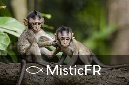 Rêver de singes dans le Jeu de l'Animal