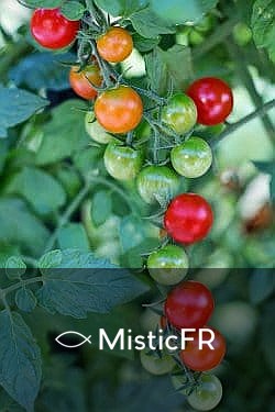 Rêver de tomates
