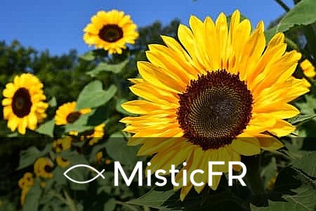 Rêver de tournesols